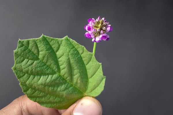 bakuchiol flower