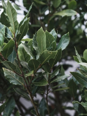 laurel leaves