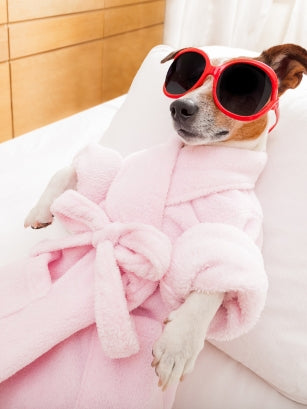 Pampered pet dog