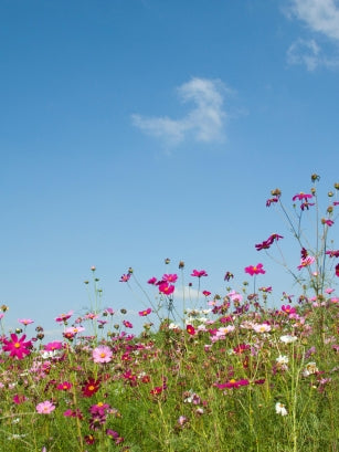 wild flowers in a field