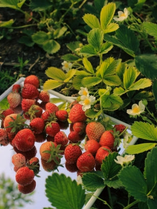 Strawberry Farm Lip Balm