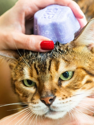 Solid Shampoo on Pet Cat