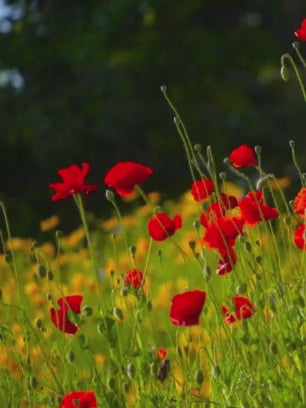 Flowers in a Hidden Garden 