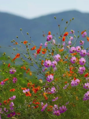 Wild Flowers Video