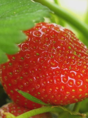 Strawberry Farm Lip Balm