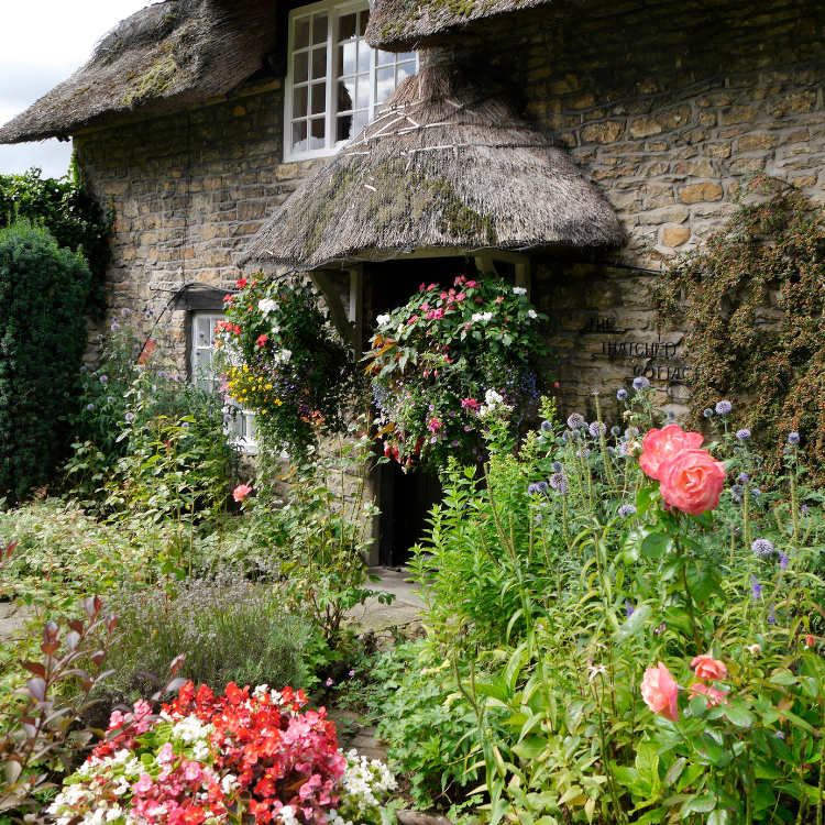 Cottage surrounded by Wild Flowers